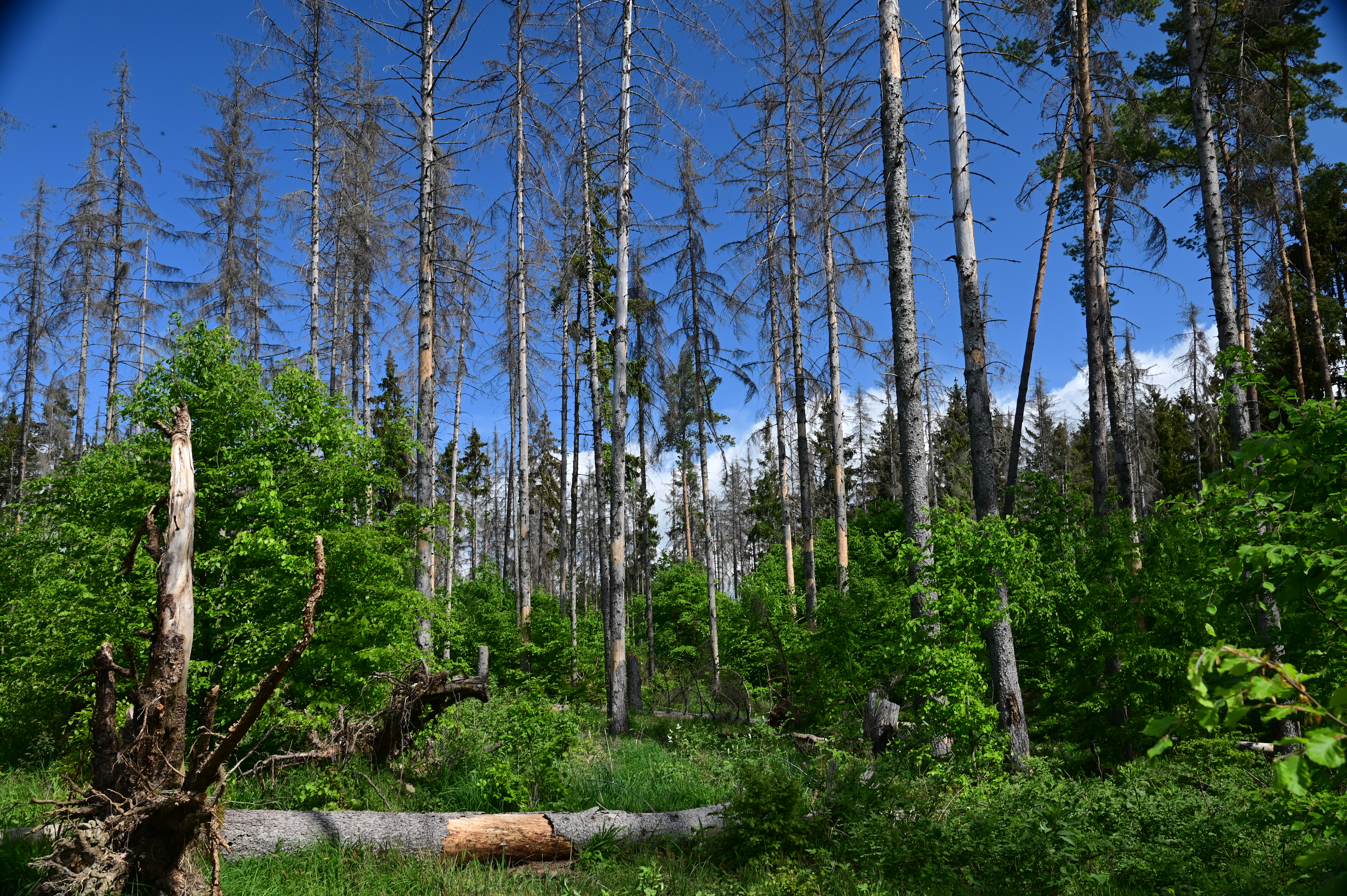 Wald im Klimawandel - Was können wir tun?