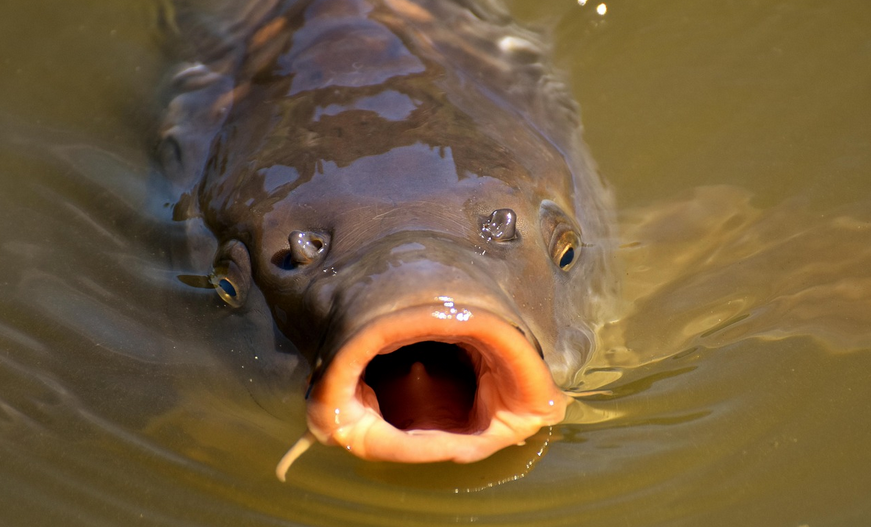 Das große Sülzfelder Karpfenschießen