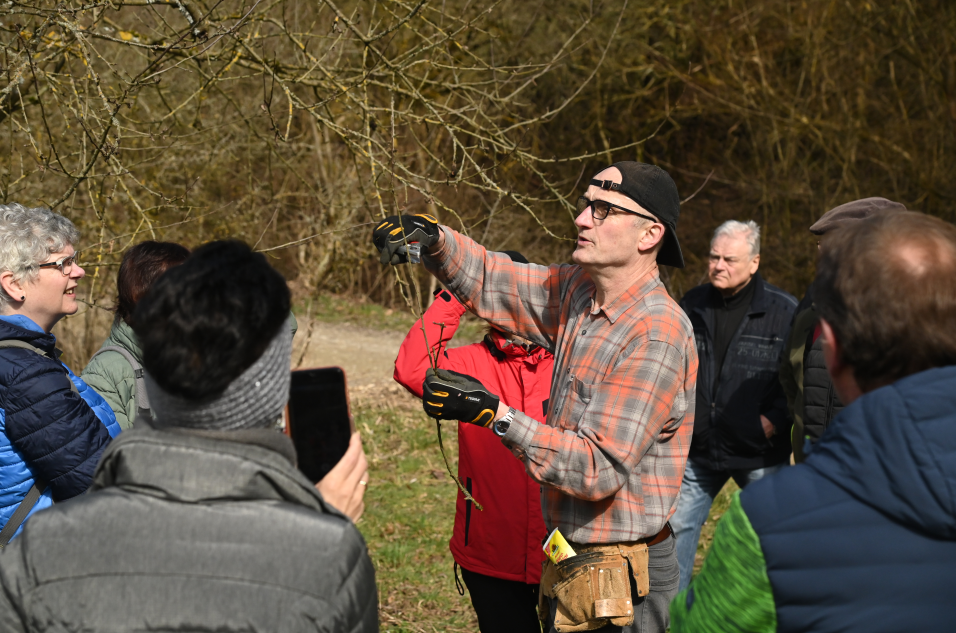 Obstgehölze richtig schneiden