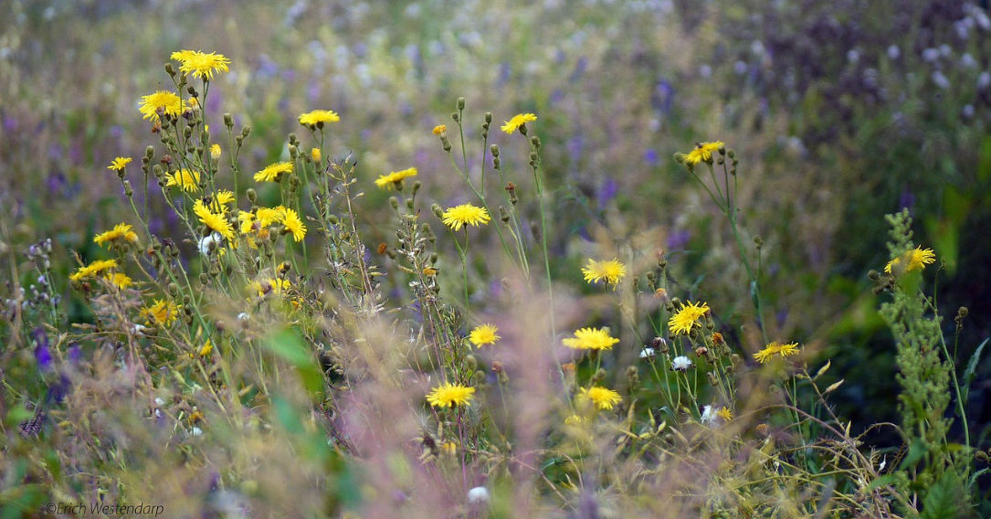 BUND im Kombinat: Wildkräuterküche zum Selbermachen