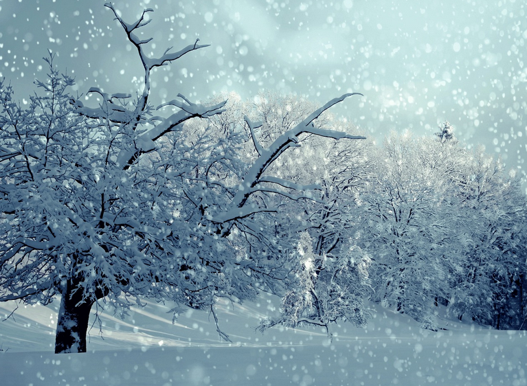 Wilder Samstag für Kinder: Abenteuer Winterwald