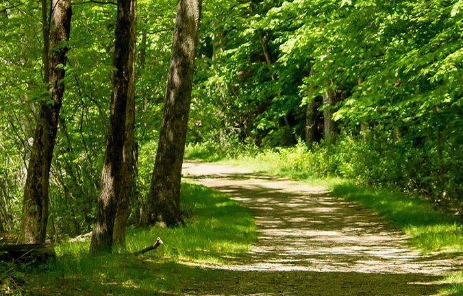 Bewirtschaftung von Wäldern & Waldumbau am Beispiel des Stadtwaldes Meiningen