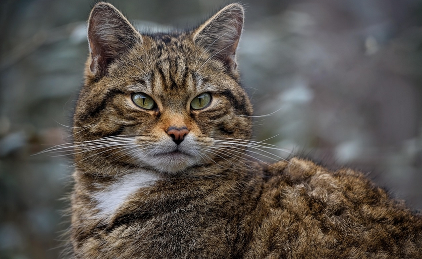 Wilder Samstag für Kinder: Der Wildkatze auf der Spur