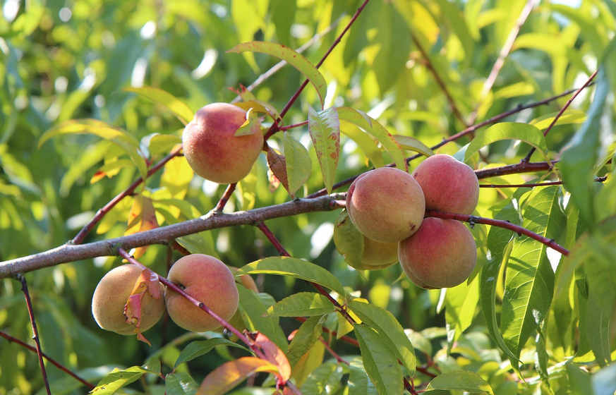 Baum-Subbotnik am Schillerweg