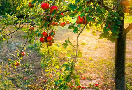 Erlebnisführung in der Natur am Sonntag, 29. September auf der Meininger Alm
