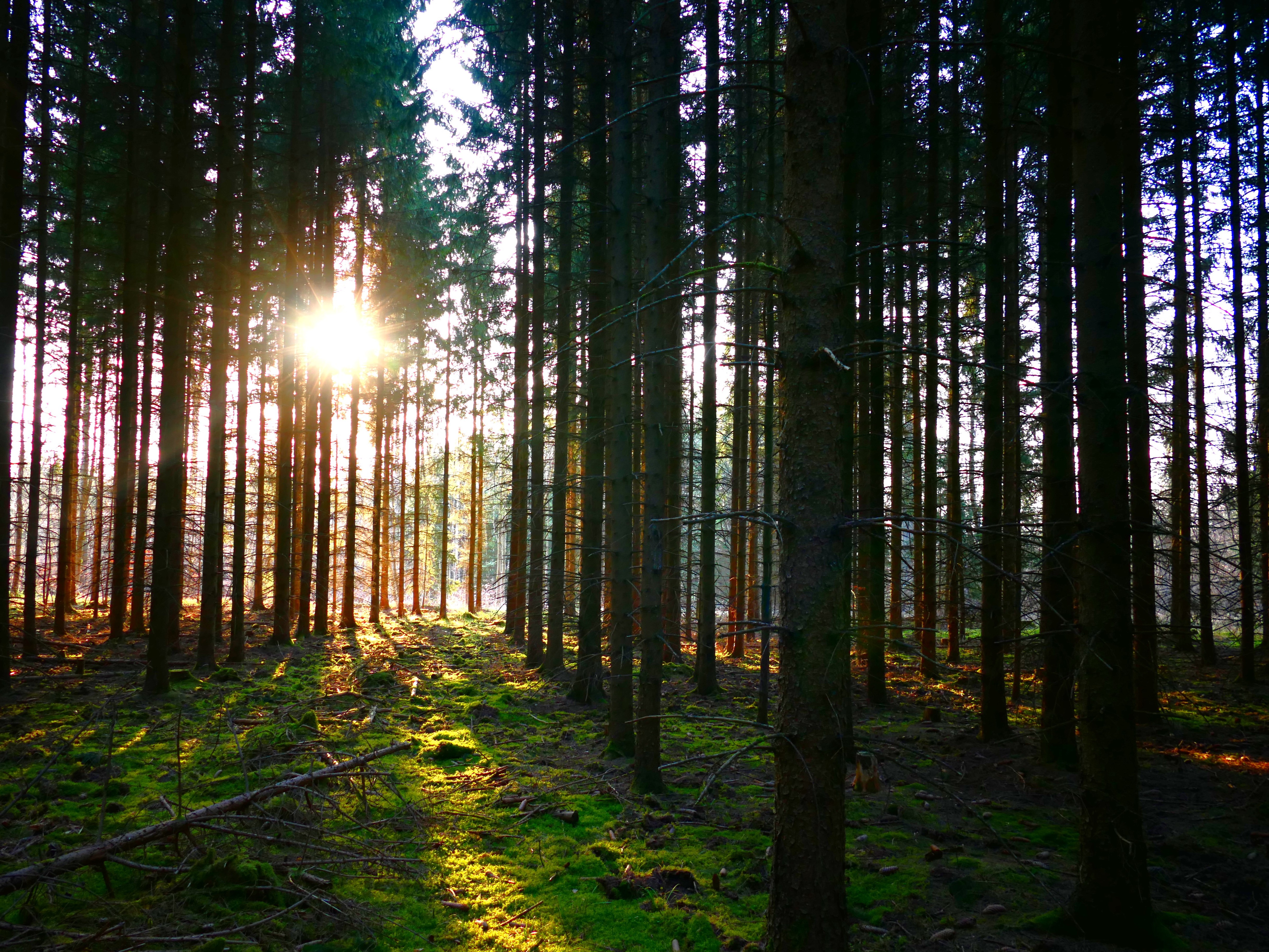 Den Meininger Wald sehen und verstehen: Gemeinsame Begehung am 28.09.2025